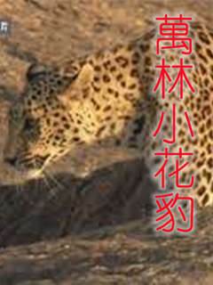 萬林小花豹